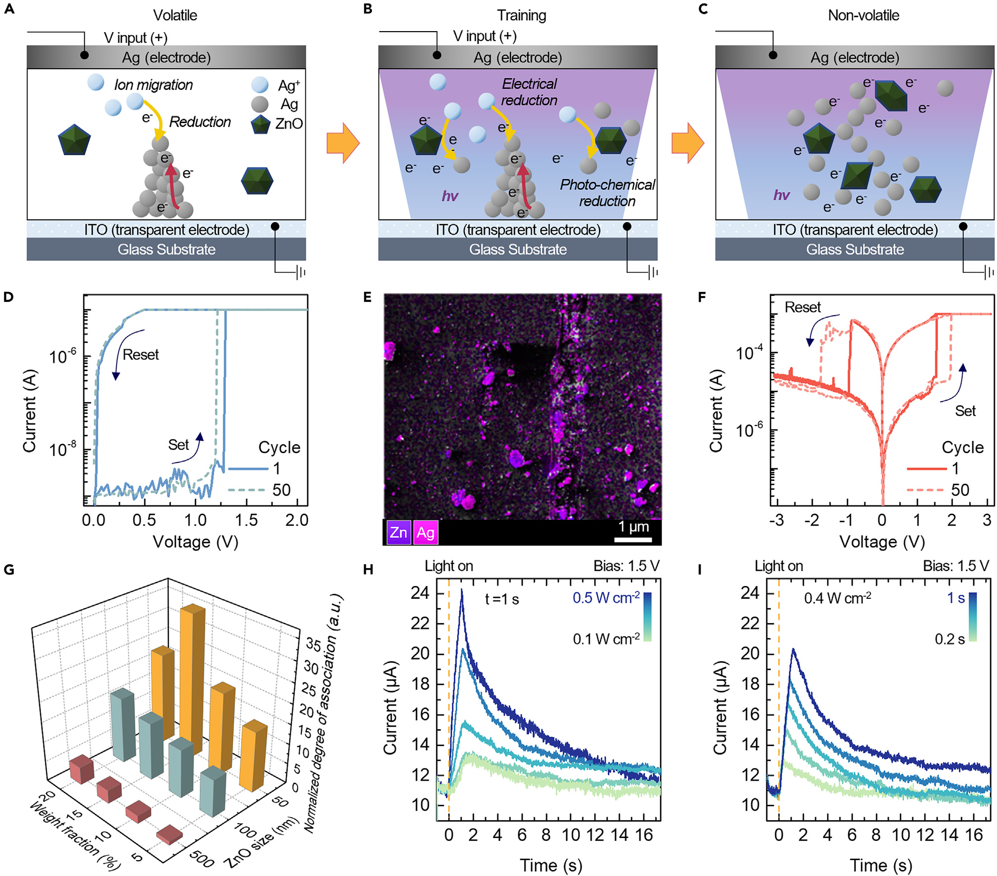 Three operating regimes of the device: volatile ion drift, training under combined light and bias, non-volatile retention; supporting I-V curves, EDS map of Ag/Zn distribution, and photoresponse currents at varying light intensities